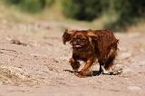 KING CHARLES SPANIEL 189